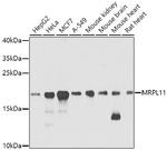 MRPL11 Antibody in Western Blot (WB)