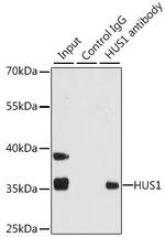 HUS1 Antibody in Immunoprecipitation (IP)