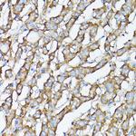 GARS Antibody in Immunohistochemistry (Paraffin) (IHC (P))