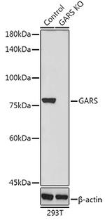 GARS Antibody