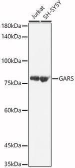 GARS Antibody in Western Blot (WB)