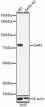 GARS Antibody in Western Blot (WB)