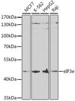 eIF3e Antibody in Western Blot (WB)