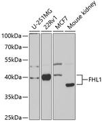 FHL1 Antibody in Western Blot (WB)