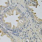 LITAF Antibody in Immunohistochemistry (Paraffin) (IHC (P))