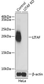 LITAF Antibody in Western Blot (WB)