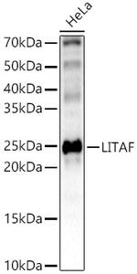 LITAF Antibody in Western Blot (WB)