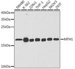 MTH1 Antibody in Western Blot (WB)