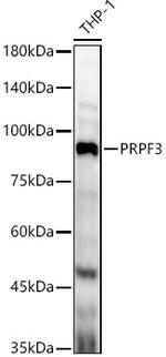 PRPF3 Antibody in Western Blot (WB)