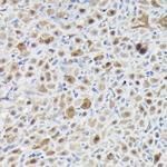 SNRPE Antibody in Immunohistochemistry (Paraffin) (IHC (P))