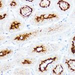 SLC3A1 Antibody in Immunohistochemistry (Paraffin) (IHC (P))