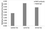 RNF2 Antibody in ChIP Assay (ChIP)