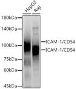 ICAM-1 Antibody in Western Blot (WB)