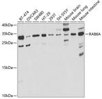 RAB6A Antibody in Western Blot (WB)