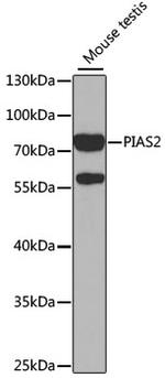 PIAS2 Antibody in Western Blot (WB)