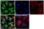 IQGAP1 Antibody in Immunocytochemistry (ICC/IF)