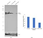 IQGAP1 Antibody in Western Blot (WB)