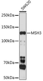 MSH3 Antibody in Western Blot (WB)