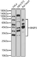 BNIP3 Antibody in Western Blot (WB)