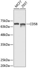 CD58 Antibody in Western Blot (WB)