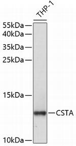 Cystatin A Antibody in Western Blot (WB)