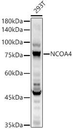 NCOA4 Antibody in Western Blot (WB)