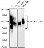 CD98 Antibody in Western Blot (WB)