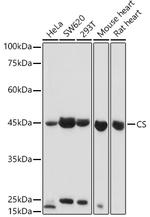 Citrate Synthase Antibody in Western Blot (WB)