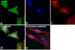 SIRT3 Antibody in Immunocytochemistry (ICC/IF)