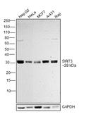 SIRT3 Antibody in Western Blot (WB)