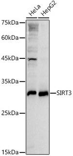 SIRT3 Antibody in Western Blot (WB)