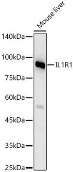 IL1R1 Antibody in Western Blot (WB)