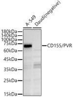 CD155 Antibody in Western Blot (WB)