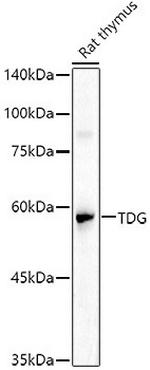 TDG Antibody in Western Blot (WB)