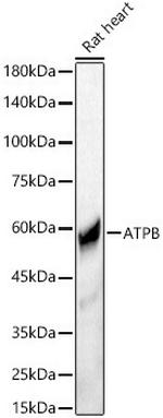 ATP Synthase beta Antibody in Western Blot (WB)