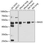 BAG5 Antibody in Western Blot (WB)