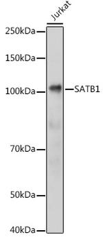 SATB1 Antibody in Western Blot (WB)