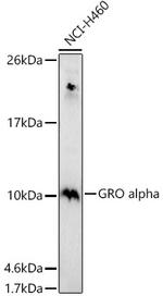 CXCL1 Antibody in Western Blot (WB)