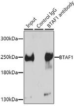 TAF172 Antibody in Immunoprecipitation (IP)