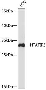 TIP30 Antibody in Western Blot (WB)