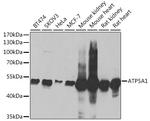 ATP5A1 Antibody in Western Blot (WB)