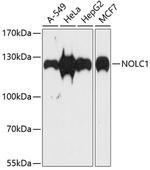 NOLC1 Antibody in Western Blot (WB)