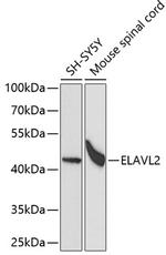 ELAVL2 Antibody in Western Blot (WB)