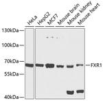 FXR1 Antibody in Western Blot (WB)