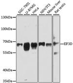 eIF3d Antibody in Western Blot (WB)