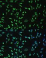 ALY Antibody in Immunocytochemistry (ICC/IF)