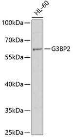 G3BP2 Antibody in Western Blot (WB)