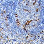 TIAL1 Antibody in Immunohistochemistry (Paraffin) (IHC (P))