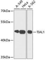 TIAL1 Antibody in Western Blot (WB)