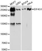 eIF4G Antibody in Western Blot (WB)